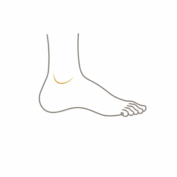 Anatomisches Icon Fuß