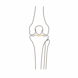 Anatomisches Icon Knie