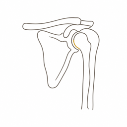Anatomisches Icon Schulter