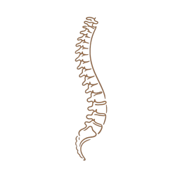 Anatomisches Icon Wirbelsäule